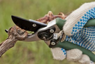 Pruning Shear Options